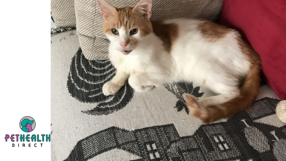 Rescue cat Charles is looking for his fur-ever home after ten months in RSPCA care