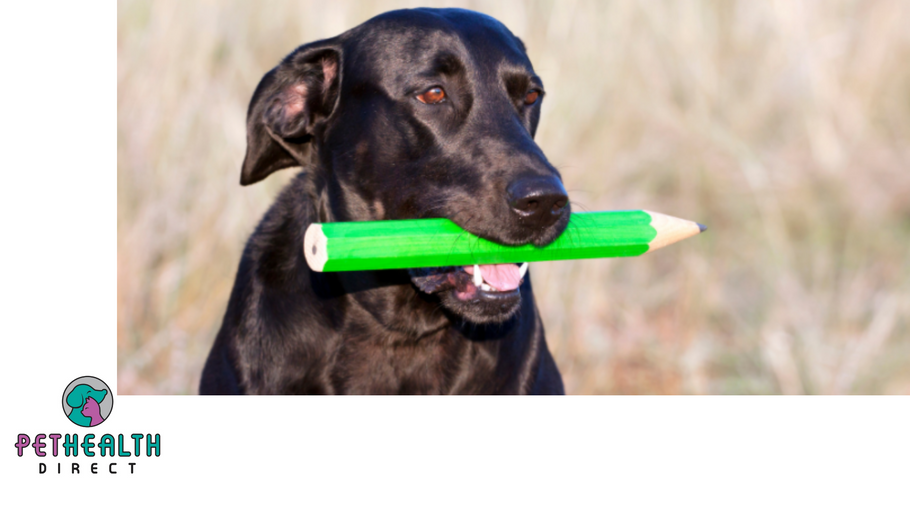 ‘Genius dogs’ can learn names of more than 100 toys, study finds