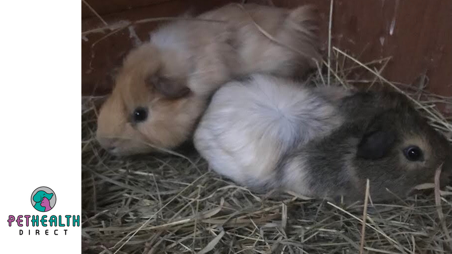 This is guinea be one tricky rescue! Abandoned guinea pigs rescued by RSPCA after giving inspector the runaround