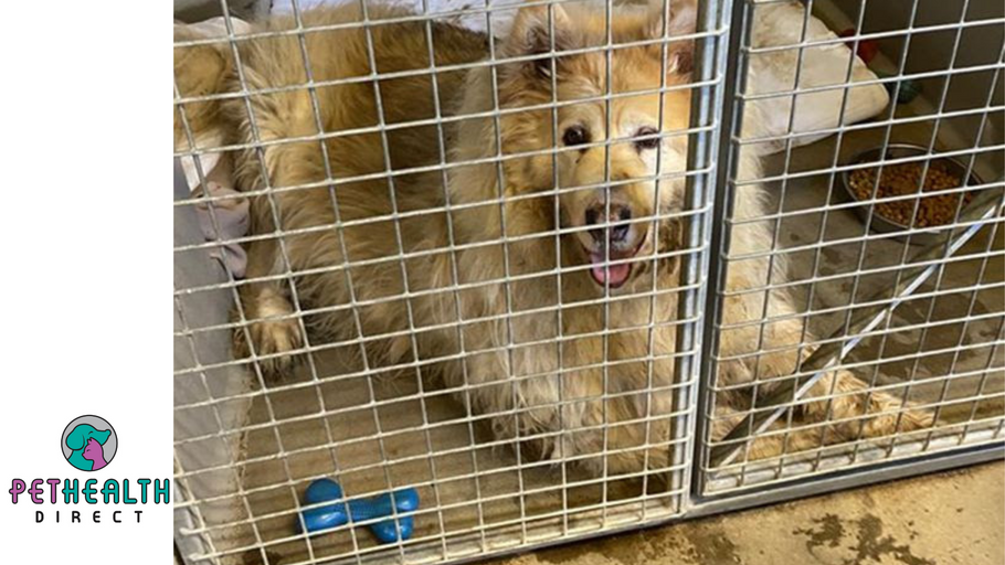 Fat dog who weighed same as baby elephant sheds the pounds to find a new home!