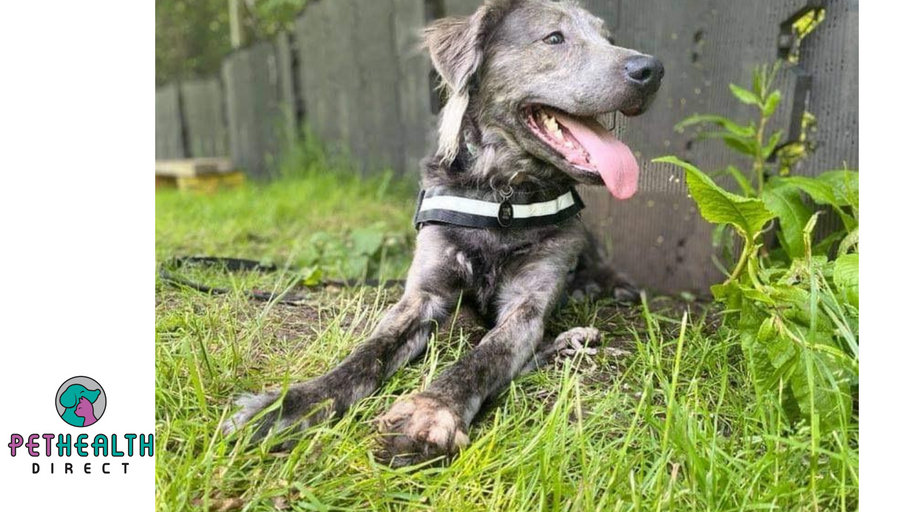 Home sought for Cheeky Charlie, 300+ days after he was rescued from a dilapidated Welsh barn with 44 other dogs