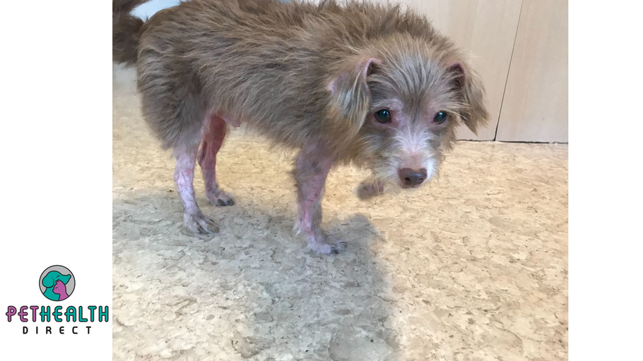 Indefinite ban for man who abandoned two chihuahuas outside a supermarket