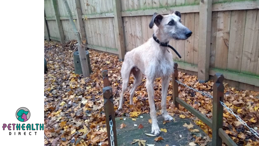Dog abandoned with injured leg is now ready to find his forever home