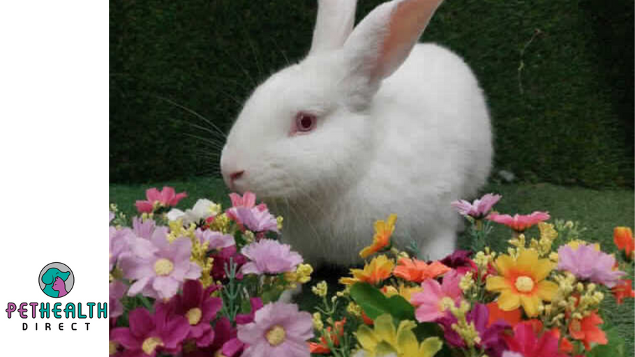 Ad-hop-tion plea for Bun Affleck and friends