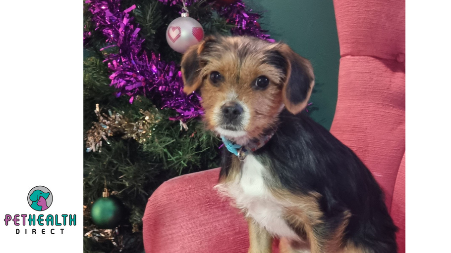 Top tips to help you prepare your puppy for their first Christmas