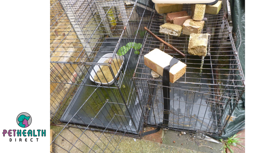Chatham man disqualified from keeping all animals after neglecting his four cats