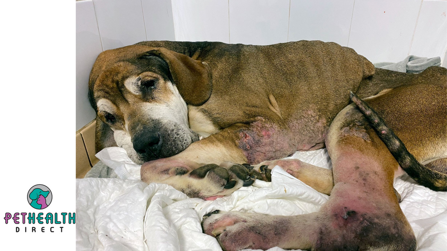 Neglected elderly dog abandoned days before Christmas makes incredible transformation