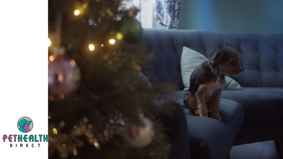 RSPCA Christmas film tells heartbreaking story of a pandemic puppy