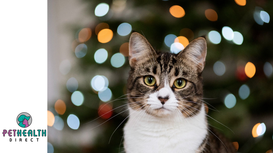 Make a plan for your pets this Christmas