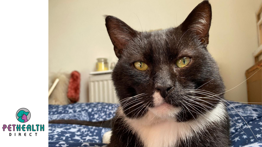 Three-legged cat searches for home in time for Christmas
