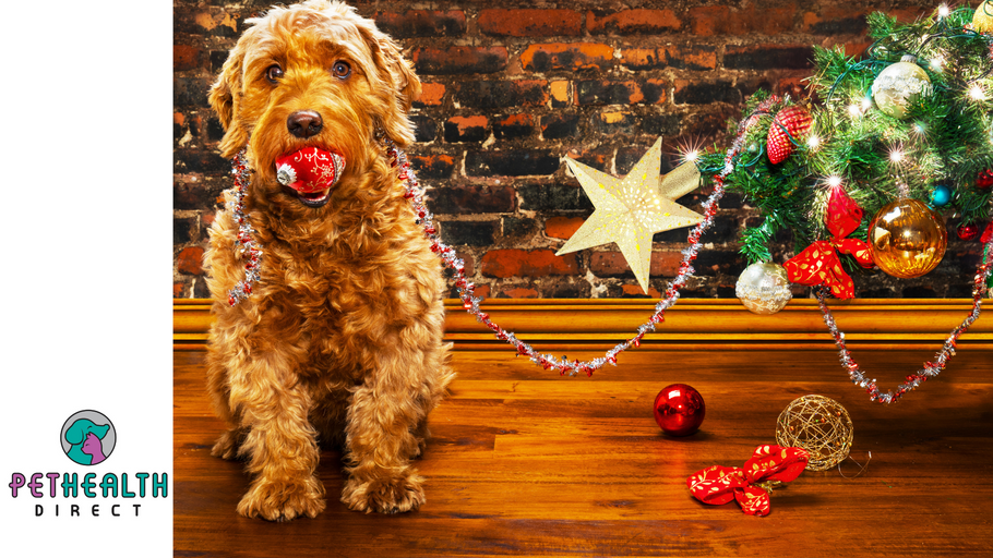 BVA News: Pet alert! ‘Toxic’ chocolates and Christmas puds top vets’ list of Christmas dangers for pets