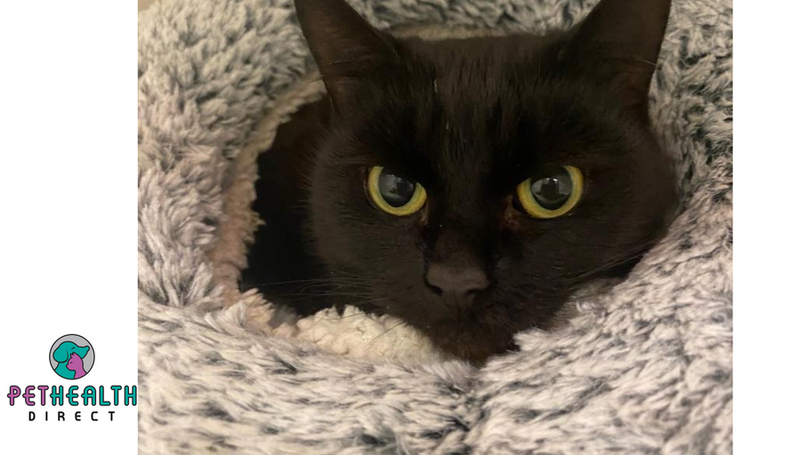 Cat found in cupboard now searching for loving new home