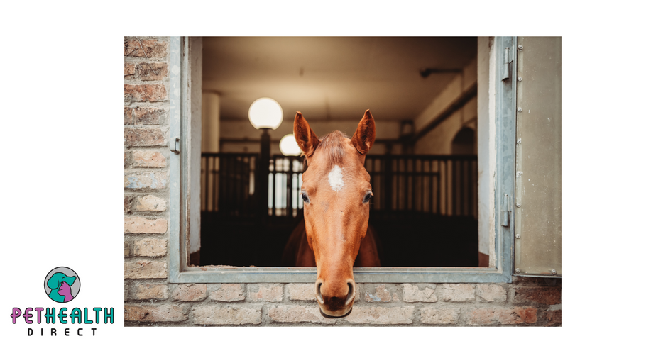 Is Your Horse Lonely? The Negative Effects of Social Isolation
