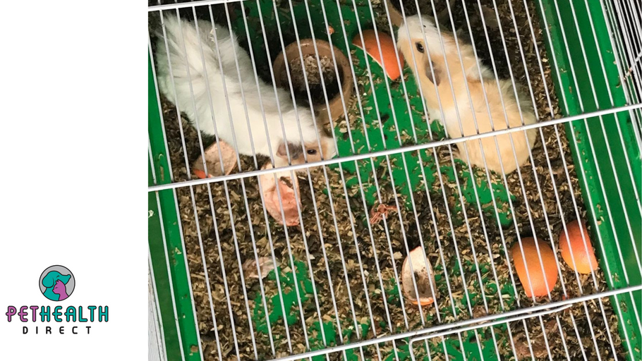 RSPCA rescues neglected guinea pigs bought as present for child