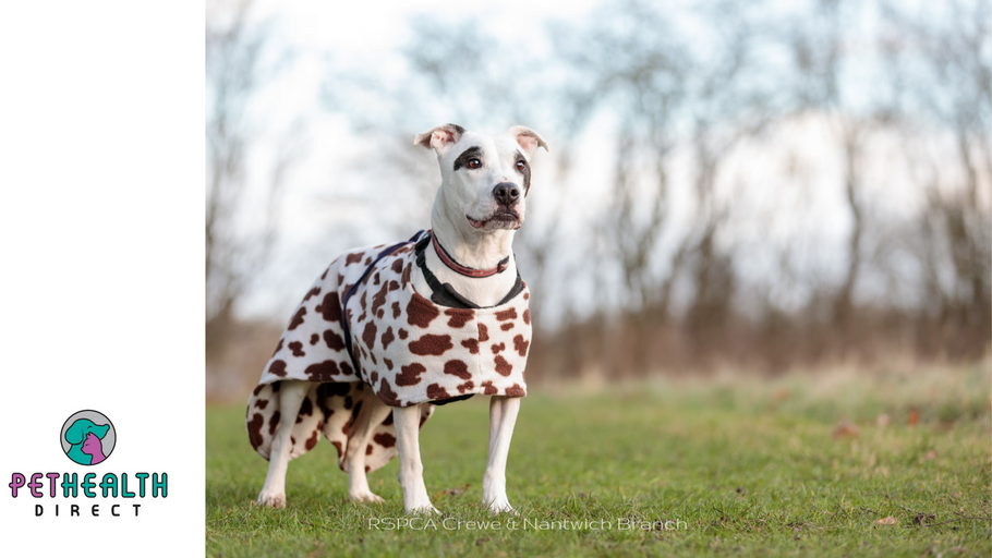Staffie overlooked by adopters for 10 months disguises herself as Dalmatian in bid to find forever home!