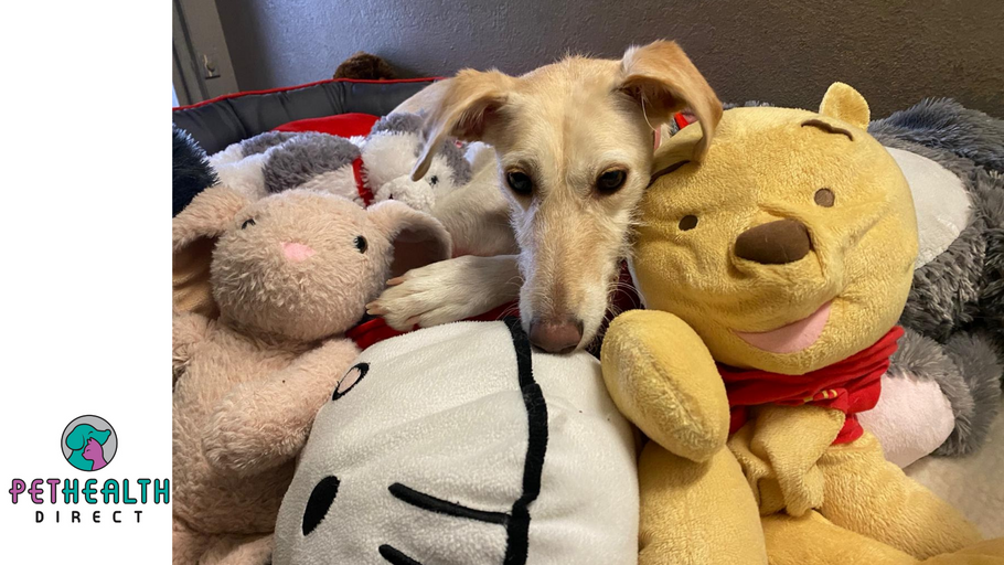 Lonely rescue dog facing second anniversary in kennels cuddles up to her toys for company