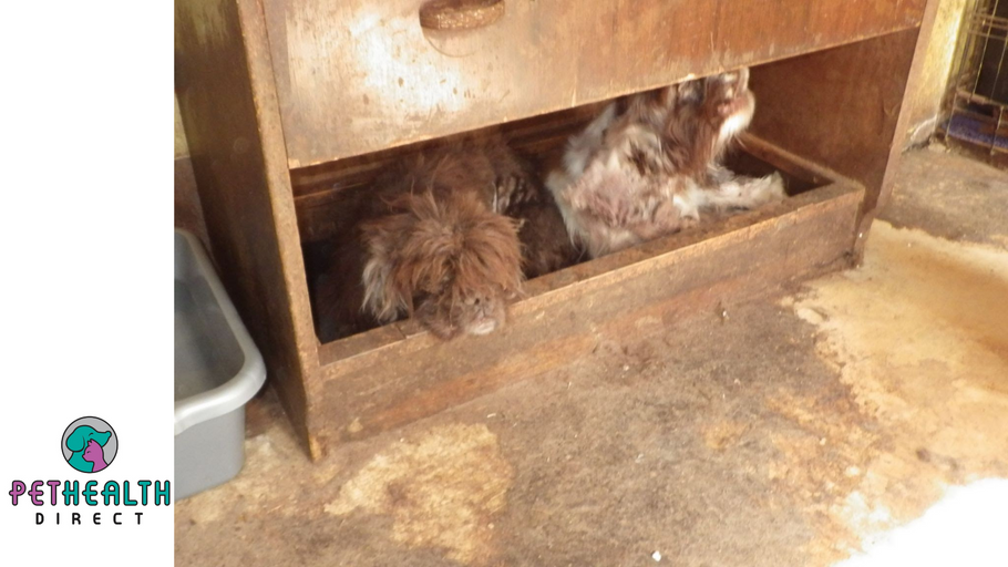 Man in court for ‘prolonged and serious neglect’ of dogs