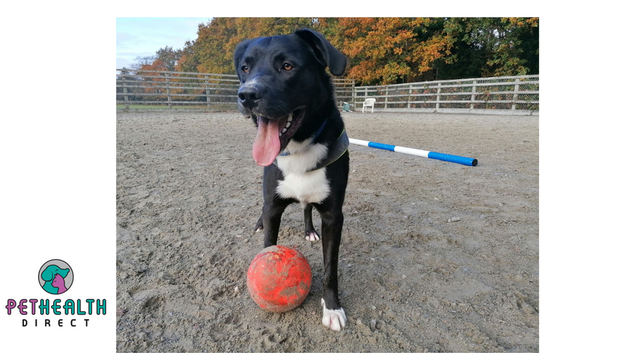Ruff time! Poor Sam needs a loving new home after a streak of bad luck