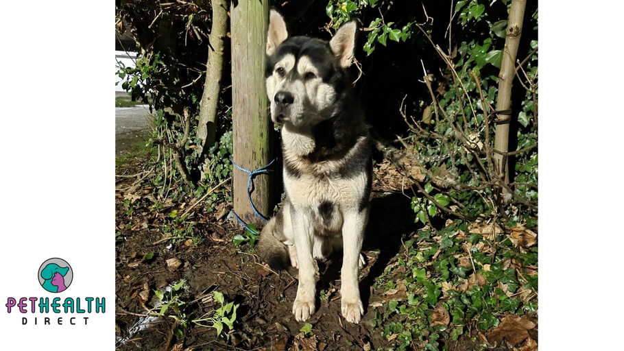 Abandoned dog tied up outside primary school