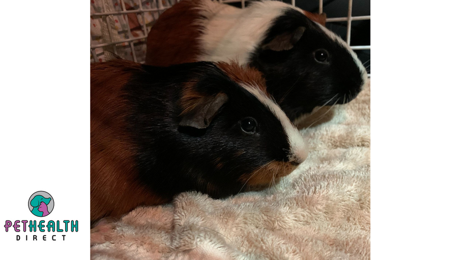 RSPCA appeals for information after two guinea pigs abandoned in a shoebox