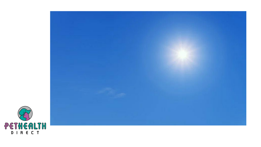 Pet sunburn warning as UK temperatures set to soar