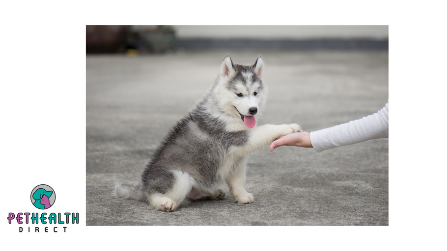 Puppies can understand human cues from very young age