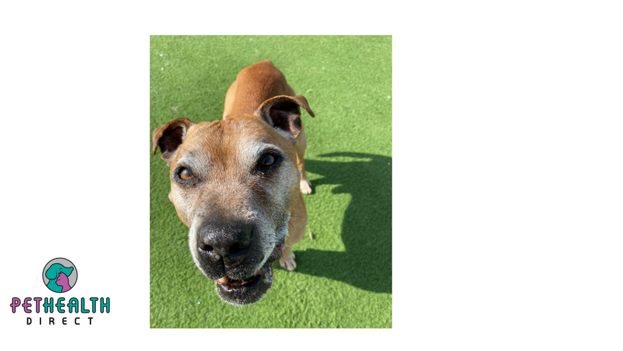 Smiley staffie who loves cuddles is looking for his paw-fect retirement pad