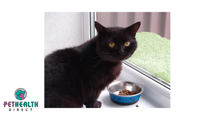 RSPCA in London appeals to find homes for four overlooked cats