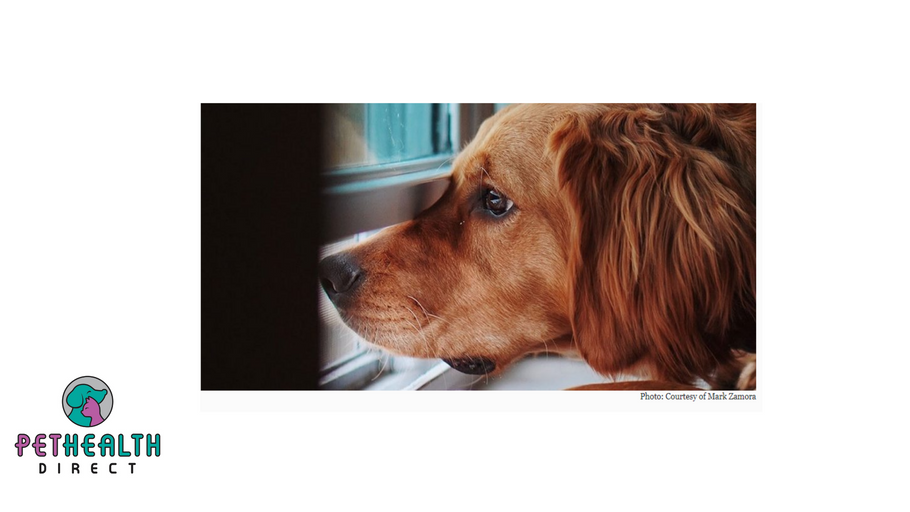 How Science Supports More Pet-Friendly Workplaces