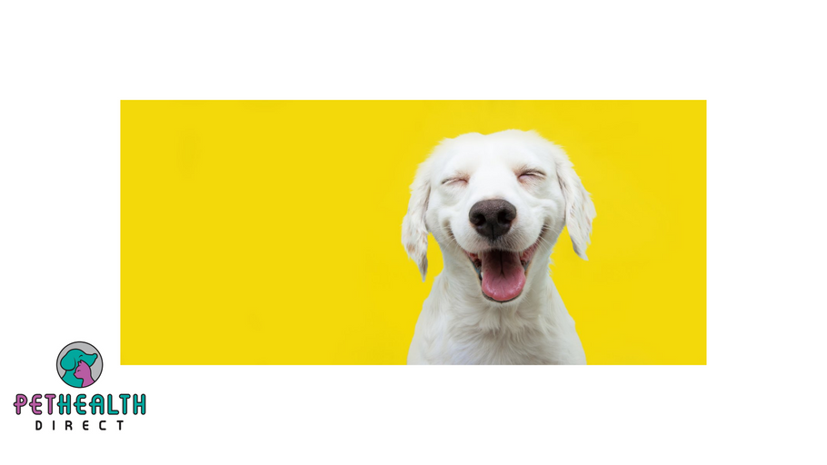 10 Health Benefits of Having a Dog, Plus Exactly Why They're So Good for Your Mental Health
