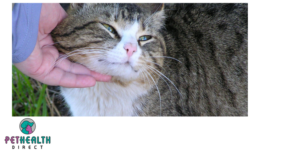Cats Might Be More Affectionate Thanks to The Pandemic, New Survey Reveals