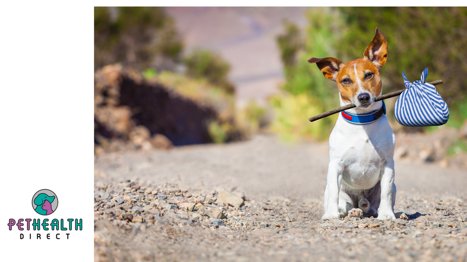 Florida Dog Missing for 7 Years Reunited with Owner, Found Over 1,000 Miles Away in Michigan