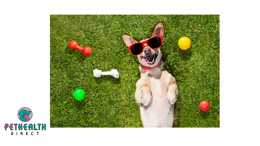Spending money on pets promotes happiness