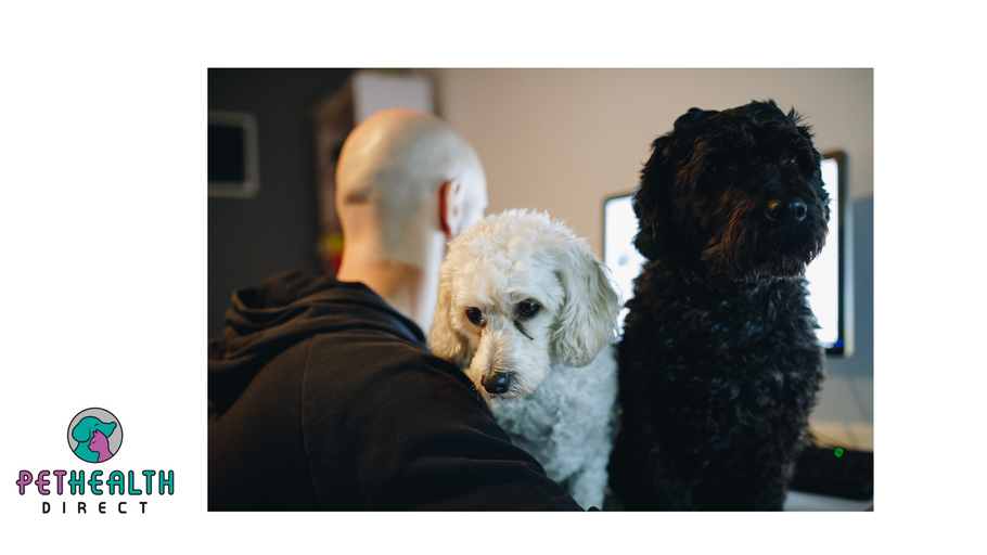 The time has come to start training the pets for your return to work