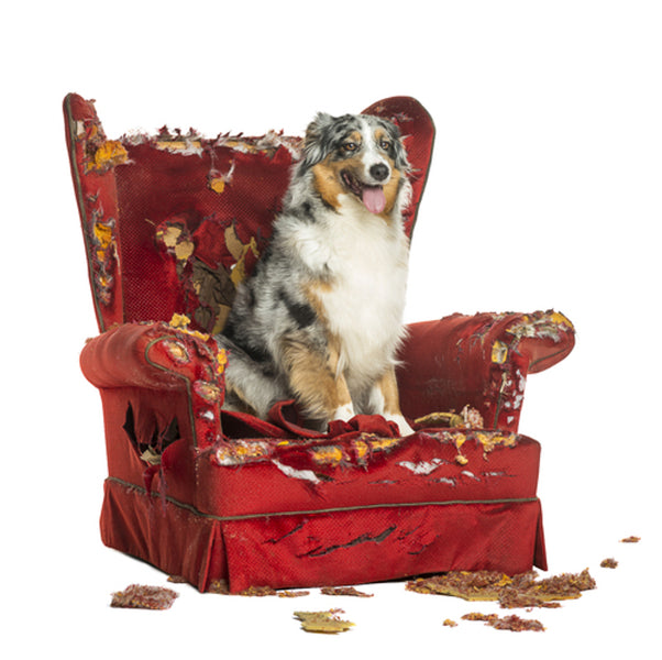 Separation anxiety: Treating dogs in the wake of COVID-19