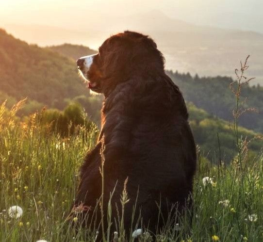 Do Pets Grieve and How?