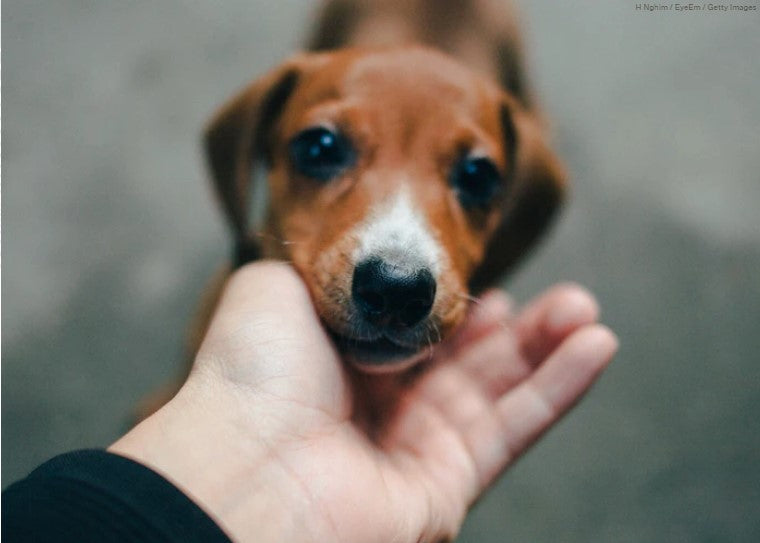 The psychology behind a dog's happiness comes down to one factor