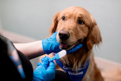 Therapy Dogs Offer New Fibromyalgia Management Option