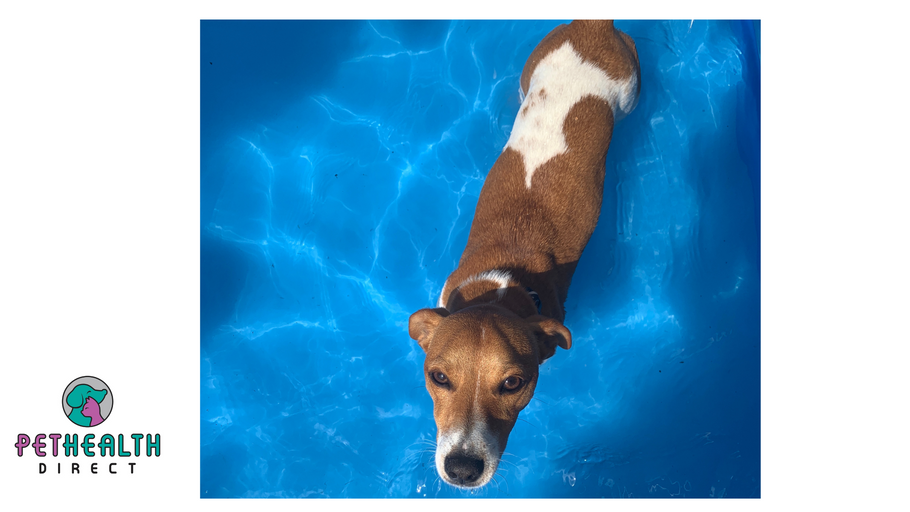 The heat is on - pet owners urged to plan ahead for animals NOW