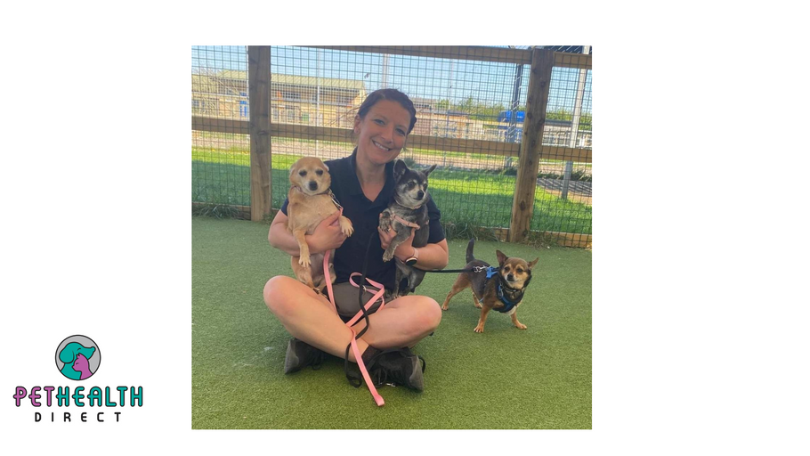 Triple trouble: Trio of ‘small but mighty’ Chihuahuas search for home together