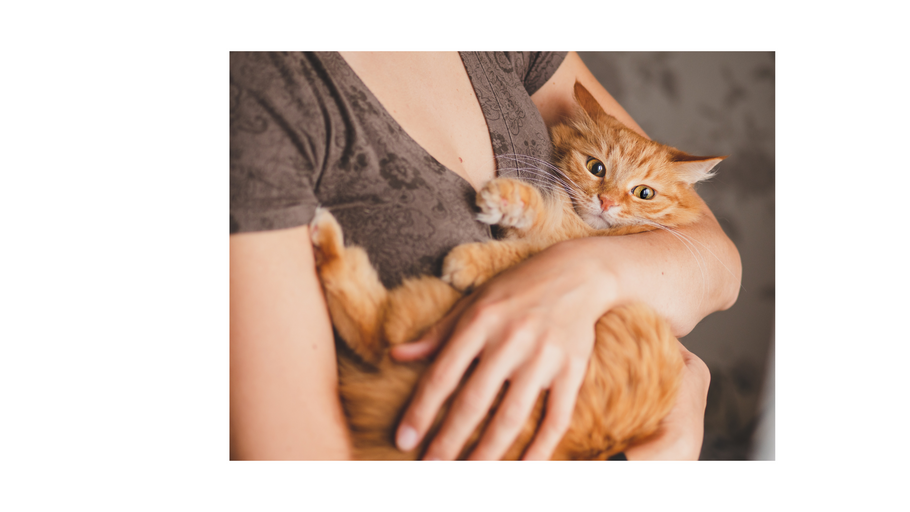 Pets, humans closer than ever amidst pandemic