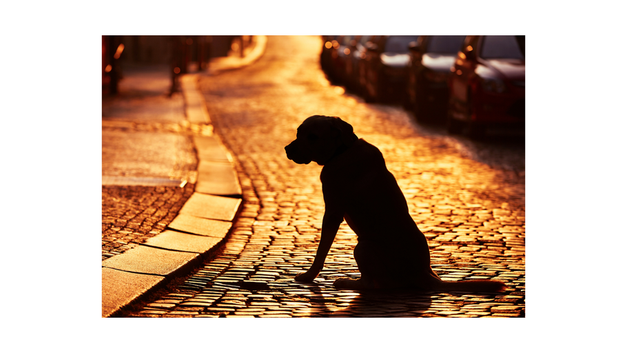 Lost dogs: The team reuniting pooches with their owners