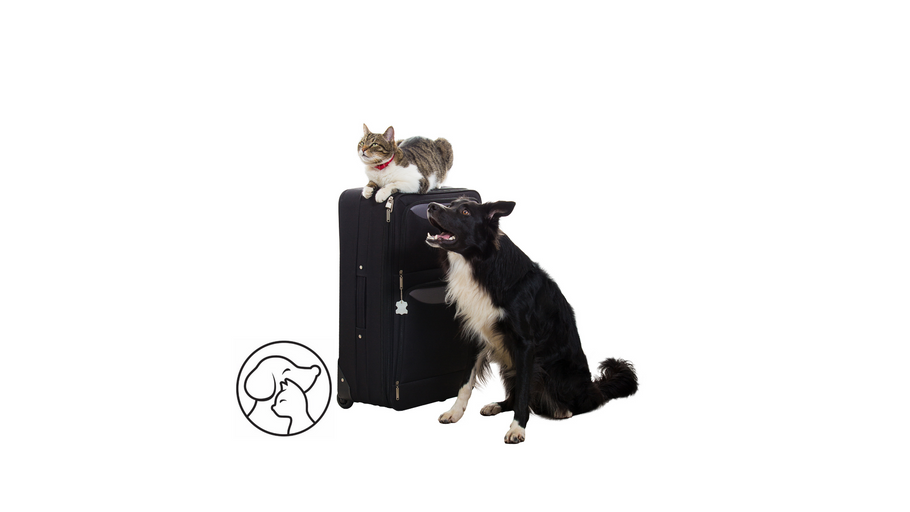 New rules for pet travel from 1 January 2021