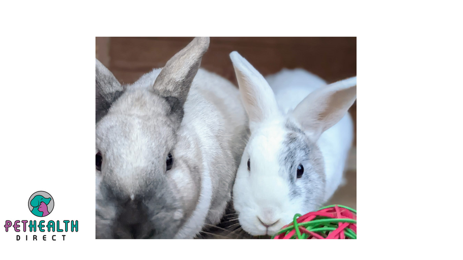Unwanted rabbits looking for new home after being rescued from home which fed them on takeaways and meat