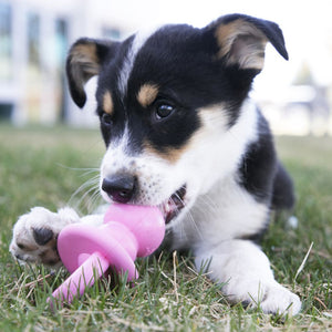 KONG Puppy Binkie Medium - Pet Health Direct